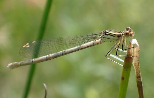 Réf. 235 195 : Platycnemis pennipes